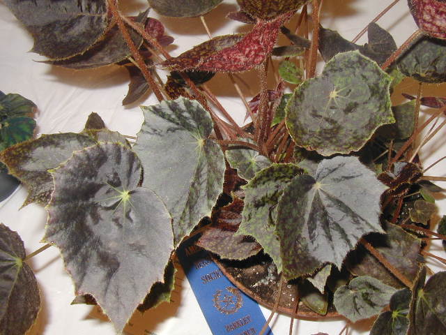 B. ‘Red Face’